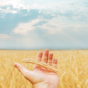Ripe,Harvest,In,Hand,Over,Field