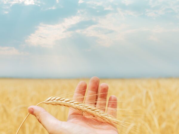 Ripe,Harvest,In,Hand,Over,Field