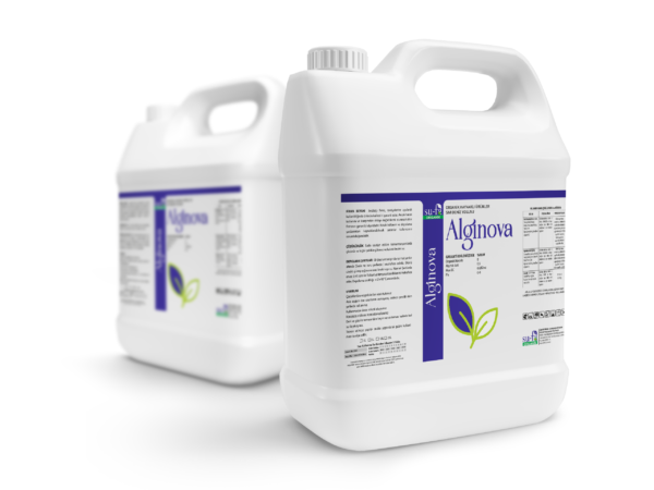 alginova_